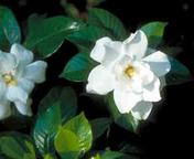 gardeniaaugusta.jpg