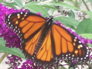 monarchbutterfly.jpg